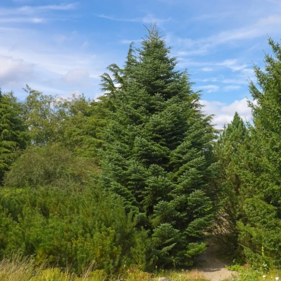 PÉPINIÈRES NAUDET - Sapin de céphalonie (abies 'cephalonica') - godet - taille 10/15cm
