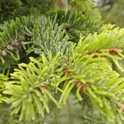 PÉPINIÈRES NAUDET - Sapin de nordmann (abies nordmanniana) - godet - taille 13/25cm
