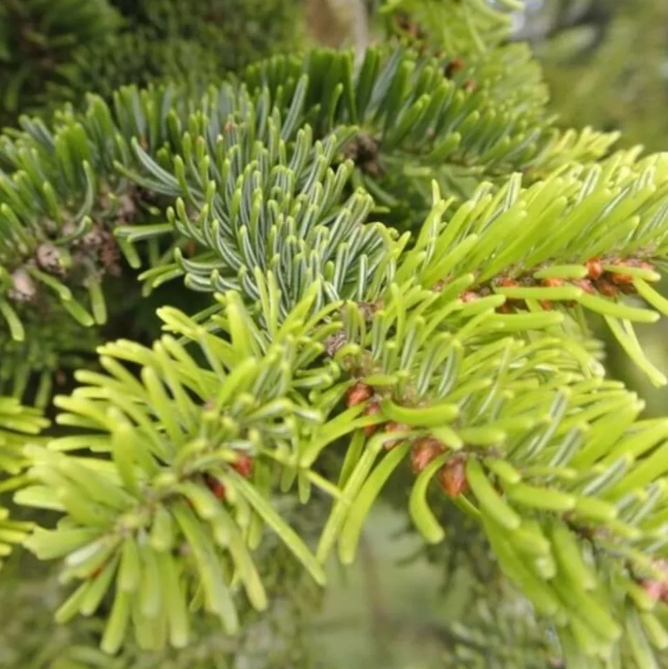 PÉPINIÈRES NAUDET - Sapin de nordmann (abies nordmanniana) - godet - taille 13/25cm