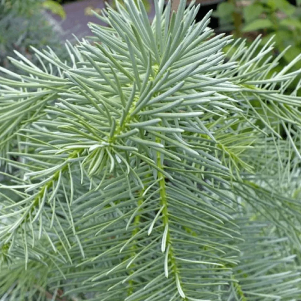 PÉPINIÈRES NAUDET - Sapin du colorado (abies concolor) - godet - taille 10cm