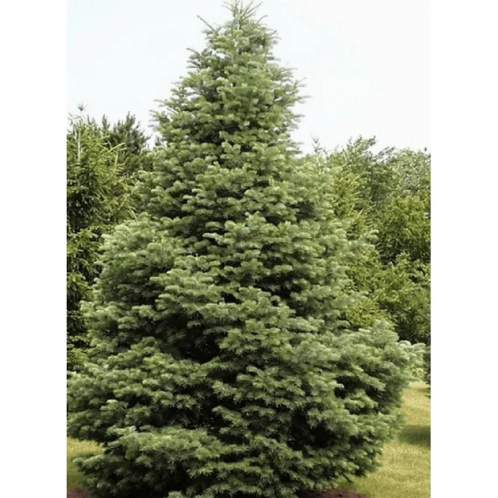 PÉPINIÈRES NAUDET - Sapin du colorado (abies concolor) - godet - taille 10cm