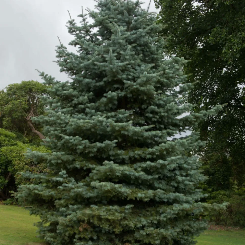 PÉPINIÈRES NAUDET - Sapin du colorado (abies concolor) - godet - taille 10cm