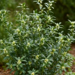 PÉPINIÈRES NAUDET - Sarcocoque à feuille de ruscus 'dragon gate' (sarcococca ruscifolia 'dragon gate')