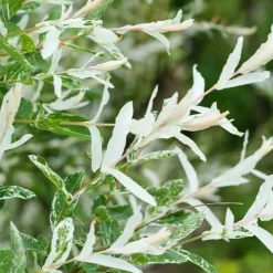 PÉPINIÈRES NAUDET - Saule crevette 'hakuro-nishiki' (salix integra 'hakuro-nishiki')