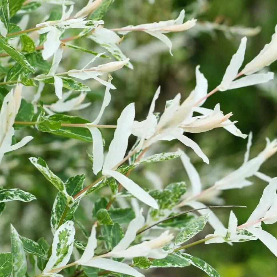 PÉPINIÈRES NAUDET - Saule crevette 'hakuro-nishiki' (salix integra 'hakuro-nishiki')