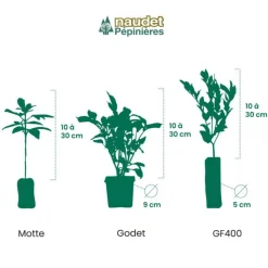 PÉPINIÈRES NAUDET - Saule crevette 'hakuro-nishiki' (salix integra 'hakuro-nishiki')