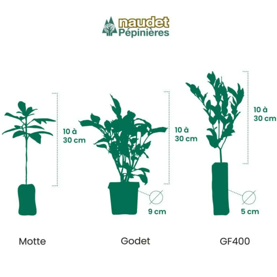 PÉPINIÈRES NAUDET - Saule crevette 'hakuro-nishiki' (salix integra 'hakuro-nishiki')