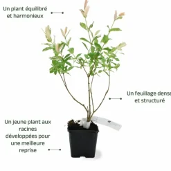 PÉPINIÈRES NAUDET - Saule crevette 'hakuro-nishiki' (salix integra 'hakuro-nishiki')