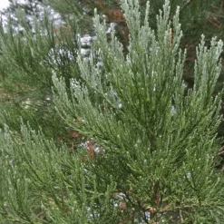 PÉPINIÈRES NAUDET - Séquoia géant (sequoiadendron gigantea) - godet - taille 10cm