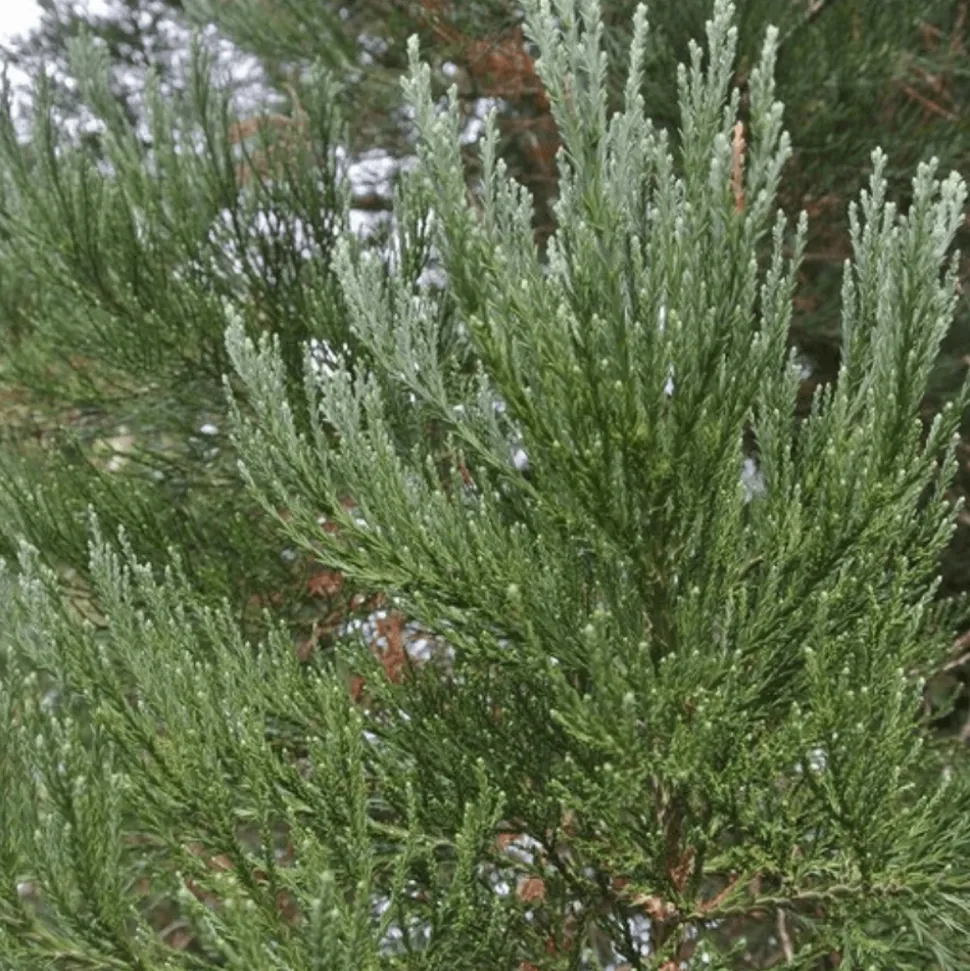 PÉPINIÈRES NAUDET - Séquoia géant (sequoiadendron gigantea) - godet - taille 10cm