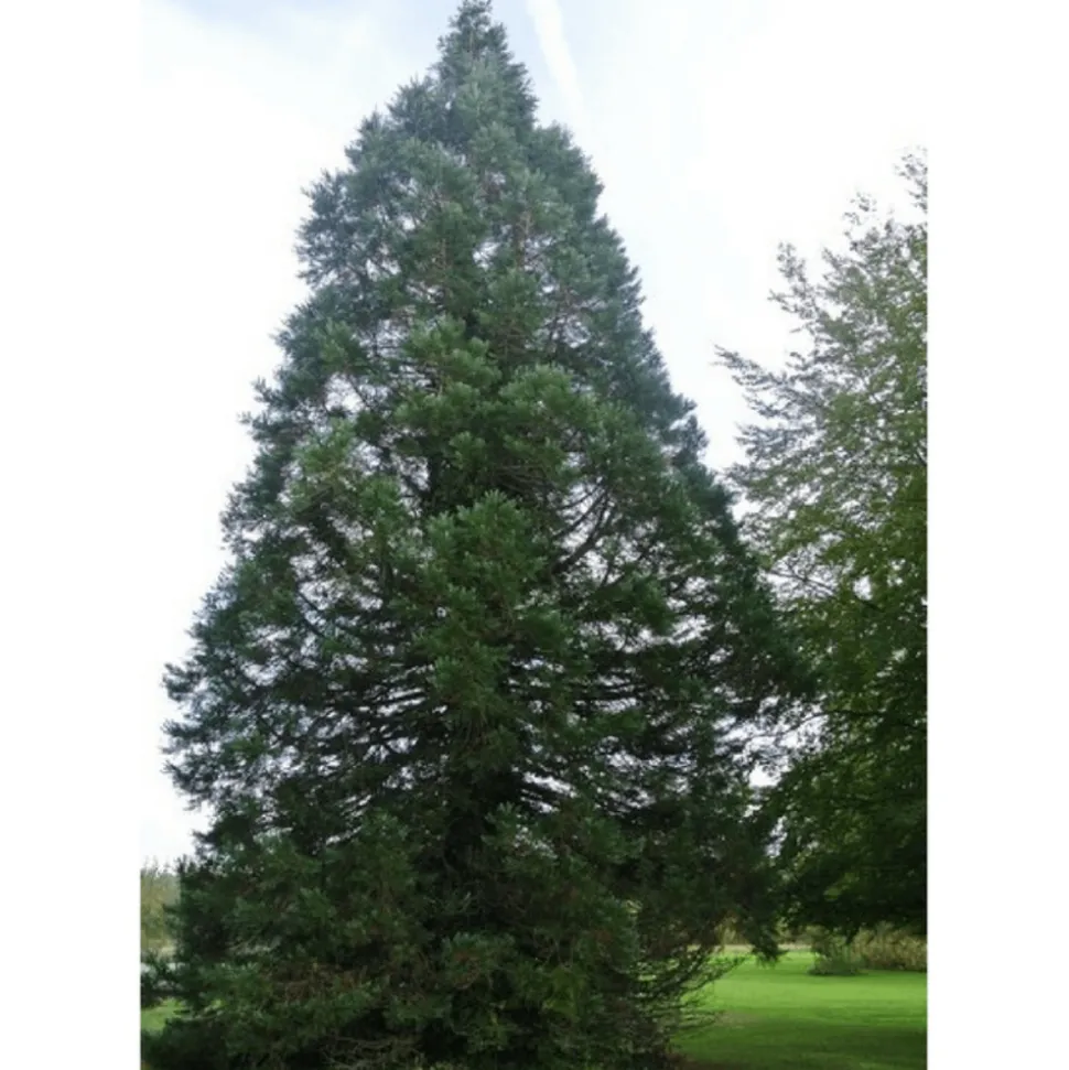 PÉPINIÈRES NAUDET - Séquoia géant (sequoiadendron gigantea) - godet - taille 10cm