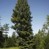 PÉPINIÈRES NAUDET - Séquoia toujours vert (sequoia sempervirens) - godet - taille 20/40cm