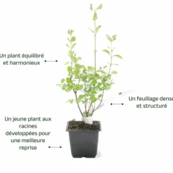 PÉPINIÈRES NAUDET - Symphorine 'white edge' (symphoricarpos doorenbosii 'white hedge')