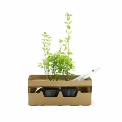 PÉPINIÈRES NAUDET - Symphorine 'white edge' (symphoricarpos doorenbosii 'white hedge')