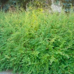 PÉPINIÈRES NAUDET - Symphorine de chenault 'hancock' (symphoricarpos x chenaultii 'hancock')