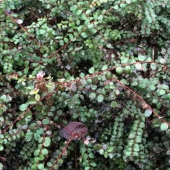 PÉPINIÈRES NAUDET - Symphorine de chenault 'hancock' (symphoricarpos x chenaultii 'hancock')