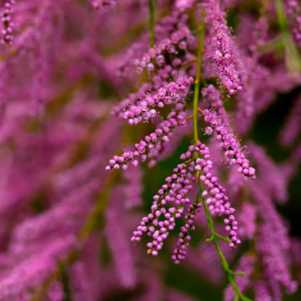 PÉPINIÈRES NAUDET - Tamaris de printemps (tamarix tetrandra 'africana')