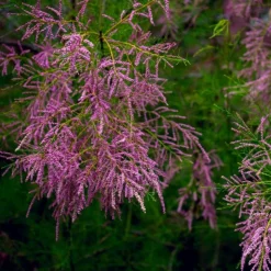 PÉPINIÈRES NAUDET - Tamaris de printemps (tamarix tetrandra 'africana')