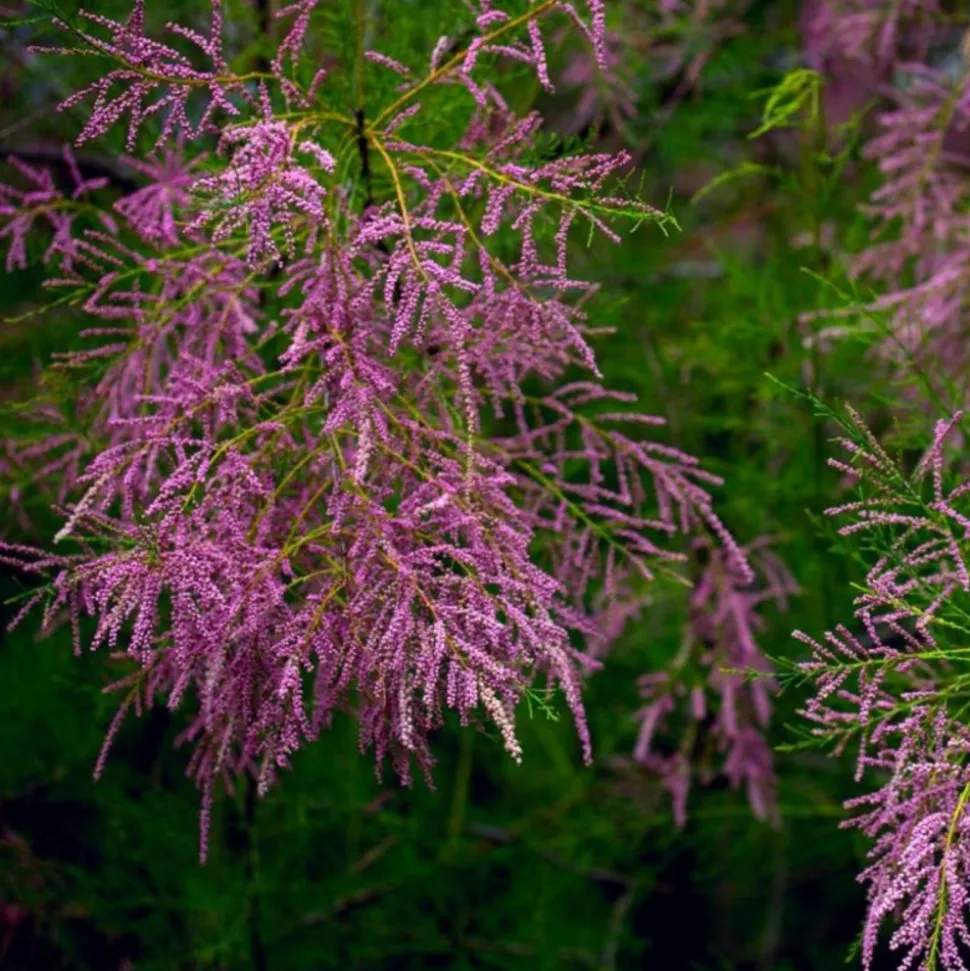 PÉPINIÈRES NAUDET - Tamaris de printemps (tamarix tetrandra 'africana')
