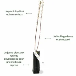 PÉPINIÈRES NAUDET - Tamaris de printemps (tamarix tetrandra 'africana')