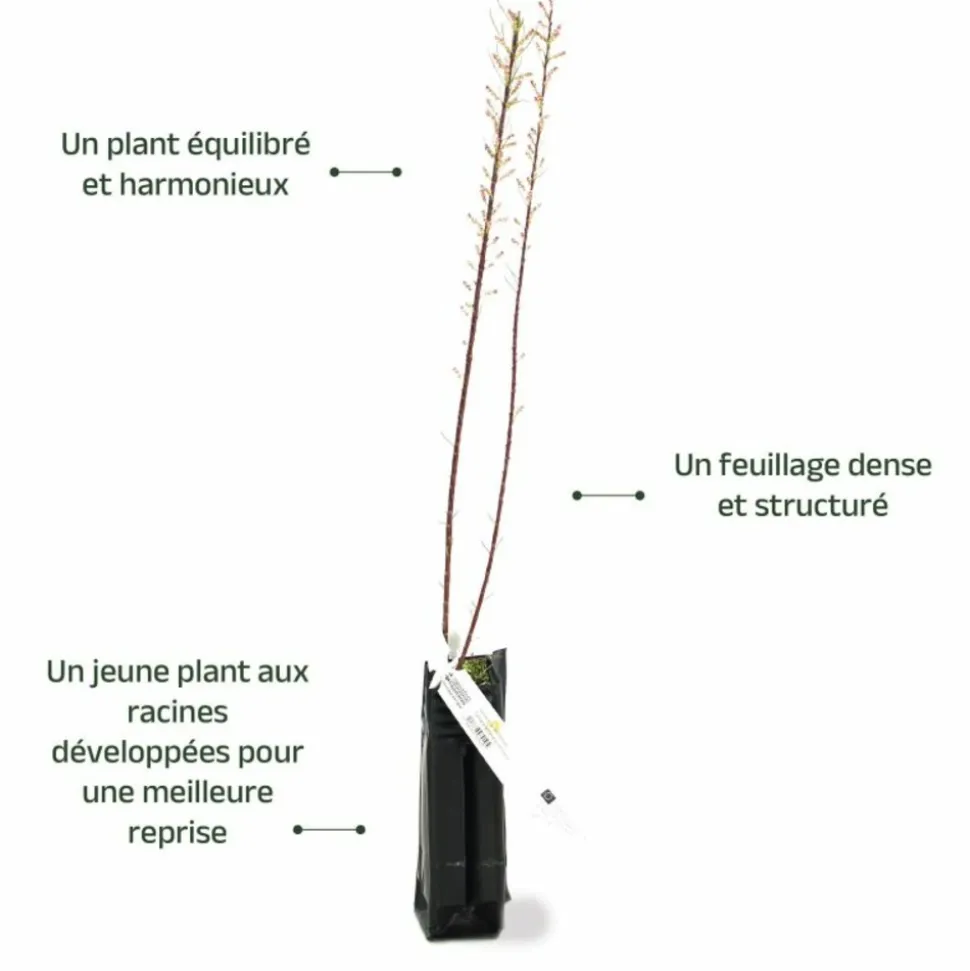 PÉPINIÈRES NAUDET - Tamaris de printemps (tamarix tetrandra 'africana')