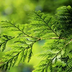 PÉPINIÈRES NAUDET - Thuya géant (thuya plicata) - godet - taille 20/40cm