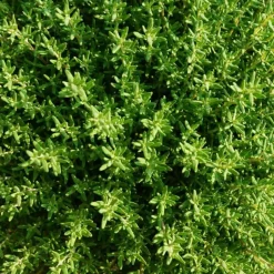 PÉPINIÈRES NAUDET - Thym (thymus officinalis)
