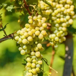 PÉPINIÈRES NAUDET - Vigne 'muscat d'alexandrie' (vitis vinifera 'muscat d'alexandrie')