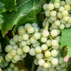 PÉPINIÈRES NAUDET - Vigne 'sauvignon blanc' (vitis vinifera 'sauvignon blanc' )