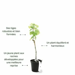 PÉPINIÈRES NAUDET - Vigne 'sauvignon blanc' (vitis vinifera 'sauvignon blanc' )