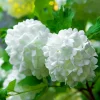 PÉPINIÈRES NAUDET - Viorne obier (viburnum opulus)