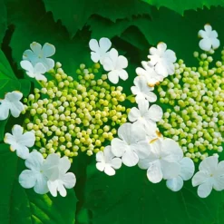 PÉPINIÈRES NAUDET - Viorne obier (viburnum opulus)