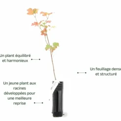 PÉPINIÈRES NAUDET - Viorne obier (viburnum opulus)