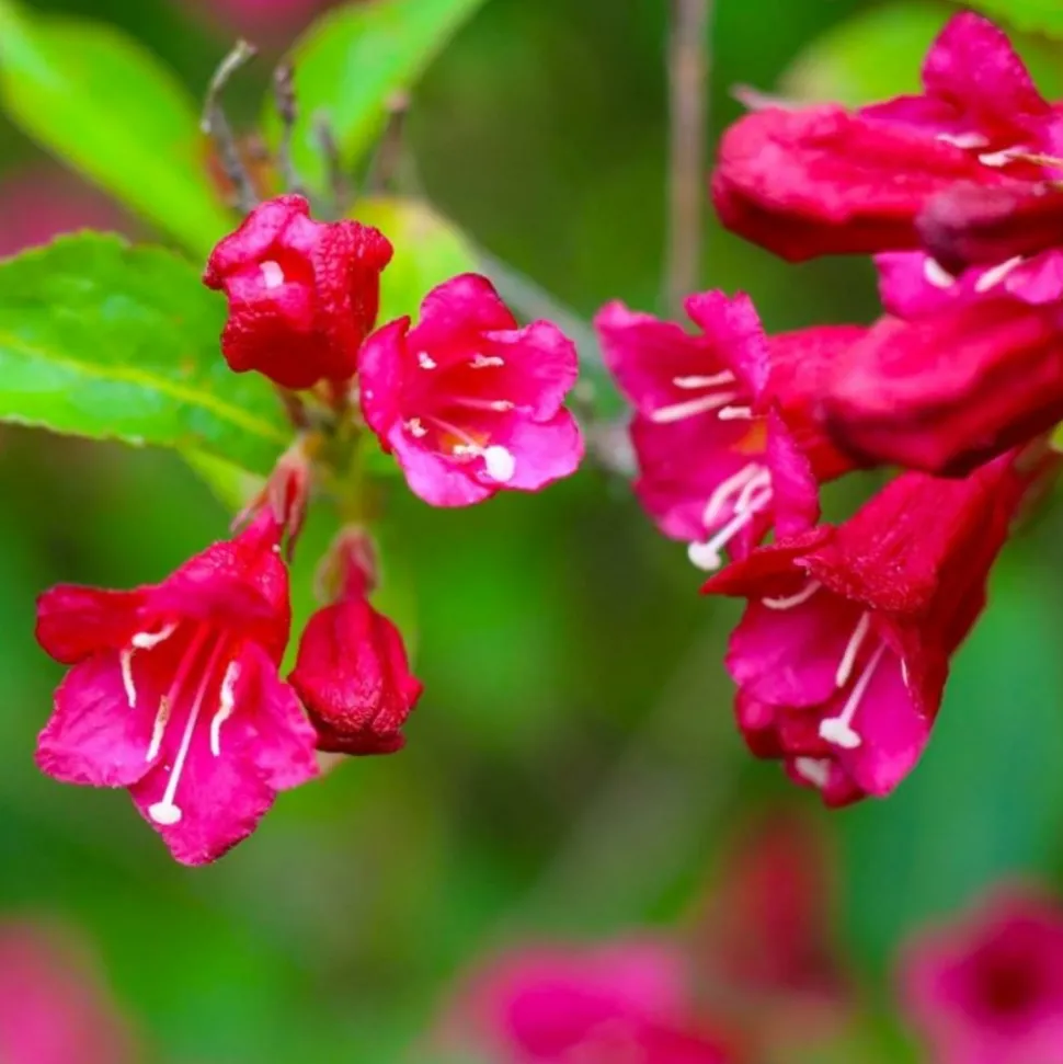 PÉPINIÈRES NAUDET - Weigela 'red prince' (weigela x florida 'red prince')