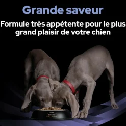 PROPLAN - Fortiflora bouchées chien - purina pro plan veterinary diets 60 g