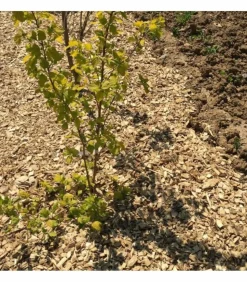 RACINE - Paillage mulch végétal plaquette forestière, x1 sac de 50 l - kom24