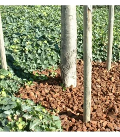 RACINE - Paillage végétal biodégradable écorces de pin maritime, sac 50 l - kom37