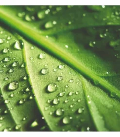 RACINE - Terreau plantation hydrasol, 54 sacs de 40 litres - pro154-54x40