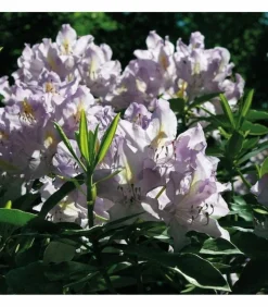 RACINE - Terreau terre de bruyère forestière 48 sacs 40 litres plantes extérieures