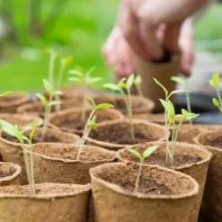 RADIS ET CAPUCINE - Coffret graines de fleurs à papillons