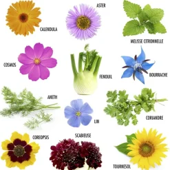 RADIS ET CAPUCINE - Coffret graines de fleurs à papillons