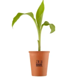 RADIS ET CAPUCINE - Kit J'ai la banane graines de bananier