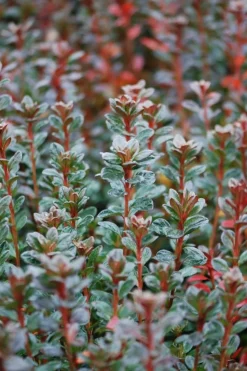 ROUÉ PÉPINIÈRES - Azalée du japon 'stewartstonian' - en pot de 5 litres
