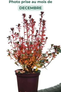 ROUÉ PÉPINIÈRES - Azalée du japon 'stewartstonian' - en pot de 5 litres