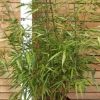 ROUÉ PÉPINIÈRES - Bambou non traçant 'asian wonder' - en pot de 10 litres