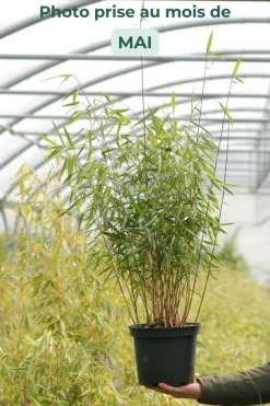ROUÉ PÉPINIÈRES - Bambou non traçant 'asian wonder' - en pot de 10 litres