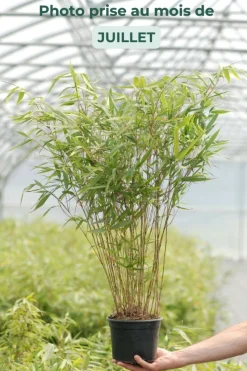 ROUÉ PÉPINIÈRES - Bambou non traçant 'asian wonder' - en pot de 10 litres