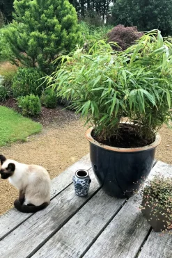 ROUÉ PÉPINIÈRES - Bambou non traçant rufa - en pot de 2 litres