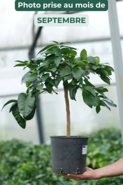 ROUÉ PÉPINIÈRES - Bergamotier ou citronnier bergamote - en pot de 5 litres