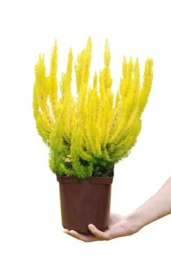 ROUÉ PÉPINIÈRES - Bruyère arborescente 'estrella gold' - en pot de 3 litres